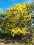 Acacia podalyriifolia