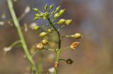 Rorippa globosa