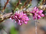 Myricaria squamosa