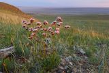 Limonium flexuosum. Плодоносящее растение. Забайкальский край, Ононский р-н, окр. оз. Зун-Торей, гора Куку-Хадан, горная степь. 26.06.2022.