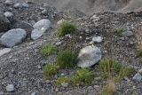 Papaver lapponicum. Цветущие и плодоносящие растения в песчано-гравийном карьере. Кольский п-ов, Хибины, долина между массивом Кукисвумчорр и хребтом Пачвумчорр. 11.08.2010.