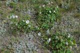 Geranium collinum