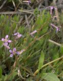 Chorispora tenella