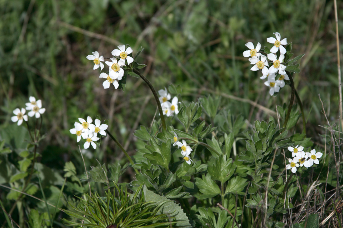 Изображение особи Anemonastrum protractum.