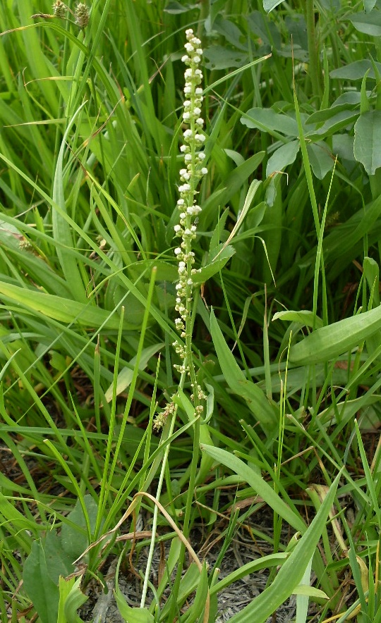 Image of Triglochin maritima specimen.