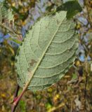 Salix caprea