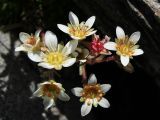 Saxifraga exarata