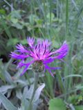 Centaurea fuscomarginata. Верхушка побега с соцветием. Крым, гора Северная Демерджи. 2 июня 2012 г.