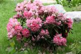 род Rhododendron