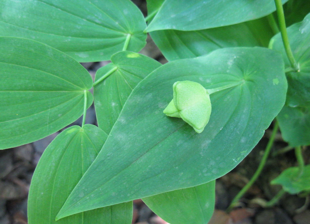 Изображение особи Uvularia grandiflora.