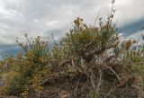 Ephedra lomatolepis