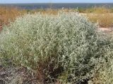 Artemisia santonicum