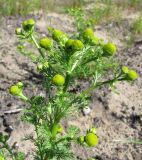 Matricaria discoidea