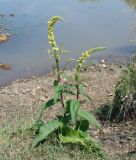 Verbascum nigrum. Цветущее растение на берегу реки. Иркутская обл., Иркутский р-н, окр. с. Пивовариха, у обмелевшей протоки р. Ушаковка. 23.07.2013.