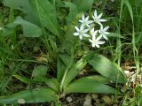 Ornithogalum arianum. Цветущее растение. Узбекистан, г. Ташкент, Ботанический сад им. Ф.Н. Русанова, 17.08.2008.