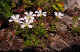 Gypsophila sericea. Цветущее растение. Хакасия, Бейский р-н, Черёмуховый перевал, каменистый склон. 17.06.2012.