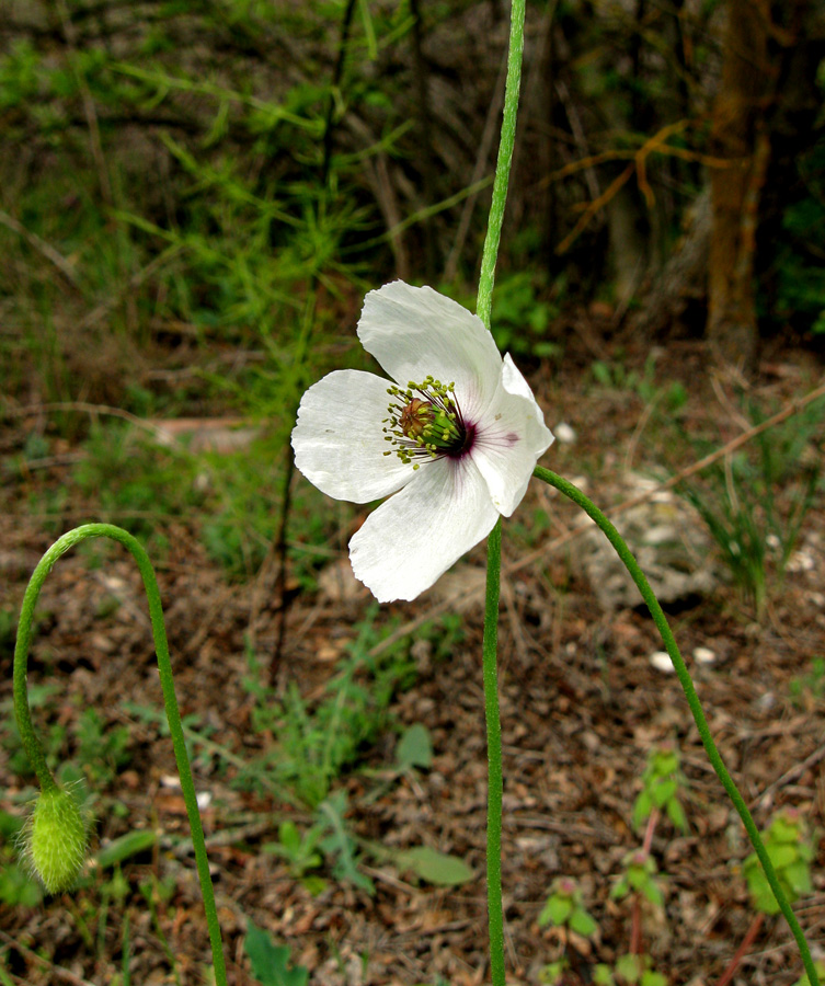 Изображение особи Papaver albiflorum.