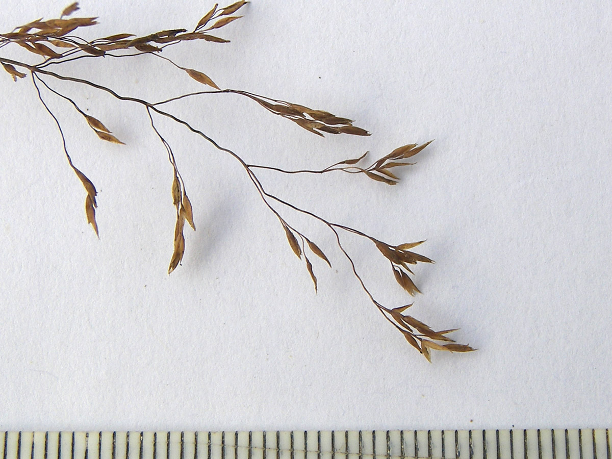 Изображение особи Agrostis clavata.