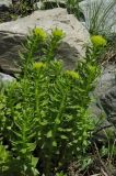 Rhodiola heterodonta