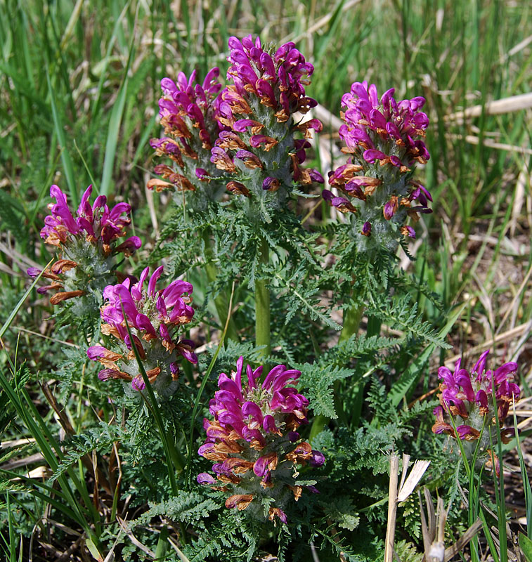 Изображение особи Pedicularis dasystachys.