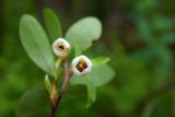 Vaccinium uliginosum. Цветки (вид снизу). Новгородская обл., Боровичский р-н, западнее г. Боровичи, опушка соснового леса. 20.06.2015.