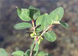 Lonicera × subarctica. Верхушка ветви с незрелыми соплодиями. Кольский п-ов, Хибины, берег р. Кунийок перед впадением в оз. Гольцовое. 28.07.2015.