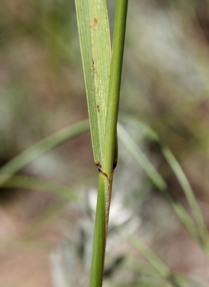 Изображение особи Elytrigia trichophora.