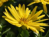 Silphium perfoliatum