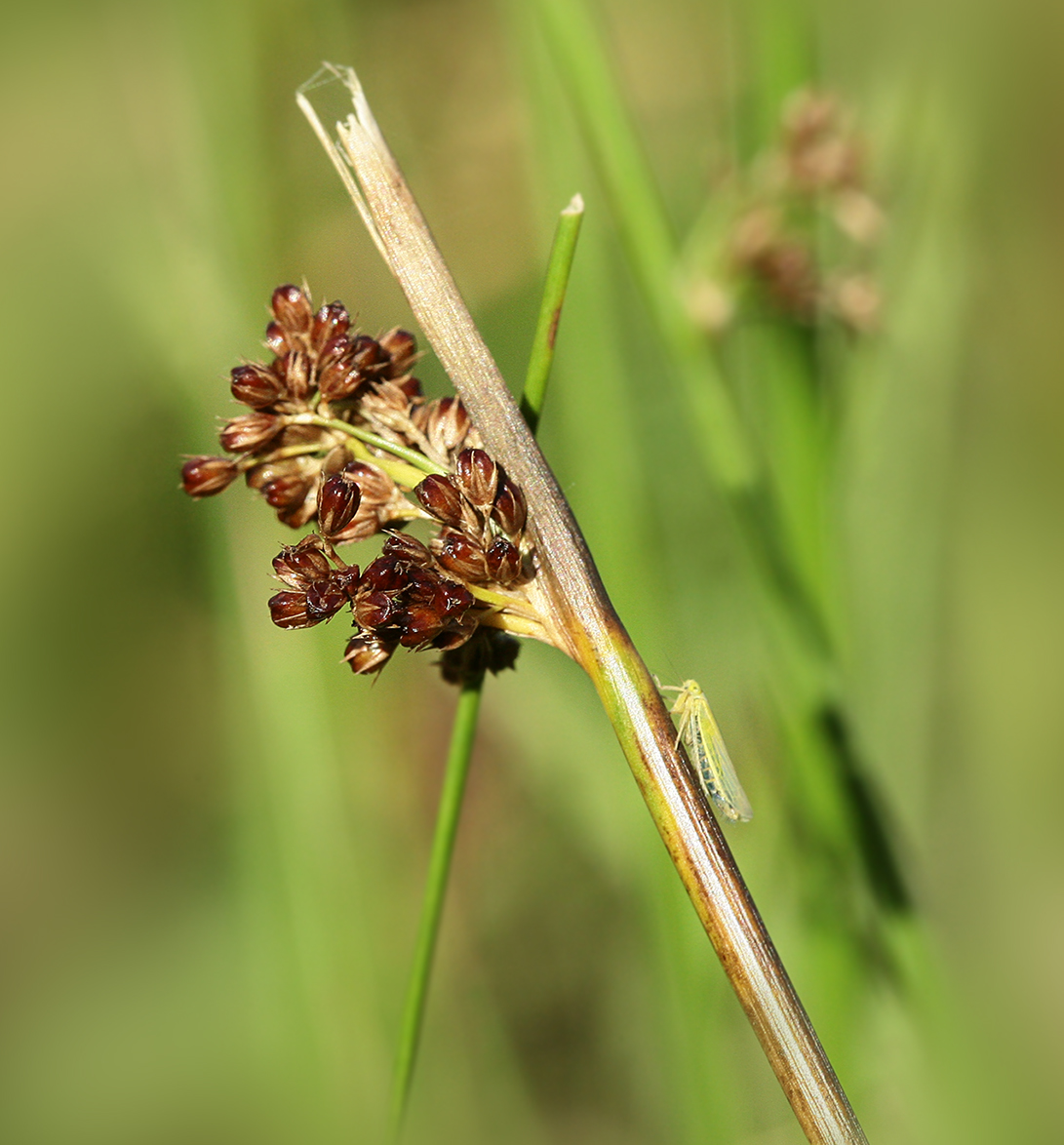 Изображение особи Juncus effusus.