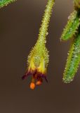 Cleome amblyocarpa