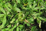 Cardamine quinquefolia