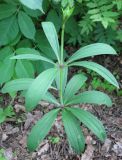 Lilium martagon