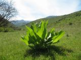 Inula macrophylla. Бутонизирующее растение. Южный Казахстан, хр. Сырдарьинский Каратау, ущ. Беркара, придонная часть под степным склоном юго-вост. экспозиции, ≈650 м н.у.м. 14 апреля 2016 г.