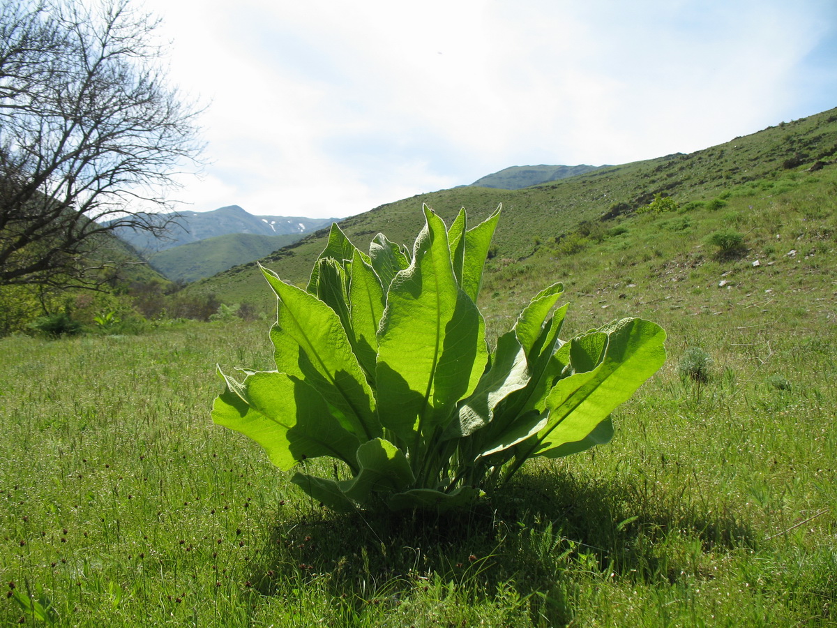 Изображение особи Inula macrophylla.