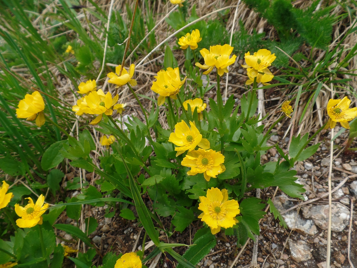 Изображение особи Ranunculus altaicus.