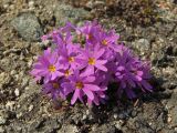 Primula cuneifolia