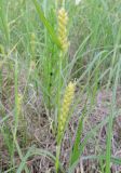 Carex hirta