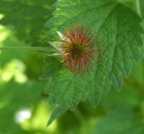 Geum urbanum