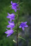 Campanula rapunculoides