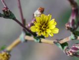 Lactuca serriola