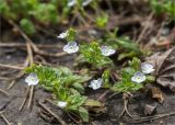 Veronica peduncularis. Верхушки побегов с соцветиями. Грузия, край Рача-Лечхуми и Нижняя Сванетия, Онский муниципалитет, окр. пос. Уцера, дол. р. Риони, выс. 980 м н.у.м., луг, подверженный выпасу. 07.05.2017.