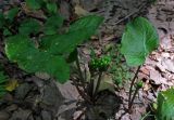 Arum orientale