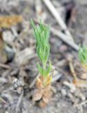 Crucianella angustifolia