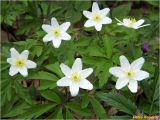 Anemone nemorosa. Верхушки цветущих растений. Украина, Львовская обл., Сколевский р-н, национальный природный парк \"Сколевские Бескиды\", окр. с. Каменка, буково-еловый лес. 06.05.2018.