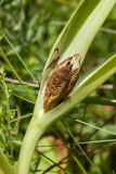 Colchicum autumnale. Часть побега со вскрывшимся зрелым плодом. Ленинградская обл., Волосовский р-н, луг на известняке. 14.07.2018.