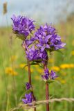 Campanula glomerata. Верхушки цветущих побегов. Ленинградская обл., Ломоносовский р-н, окр. дер. Глядино, разнотравно-злаковый луг по залежи на известняке. 22.07.2018.