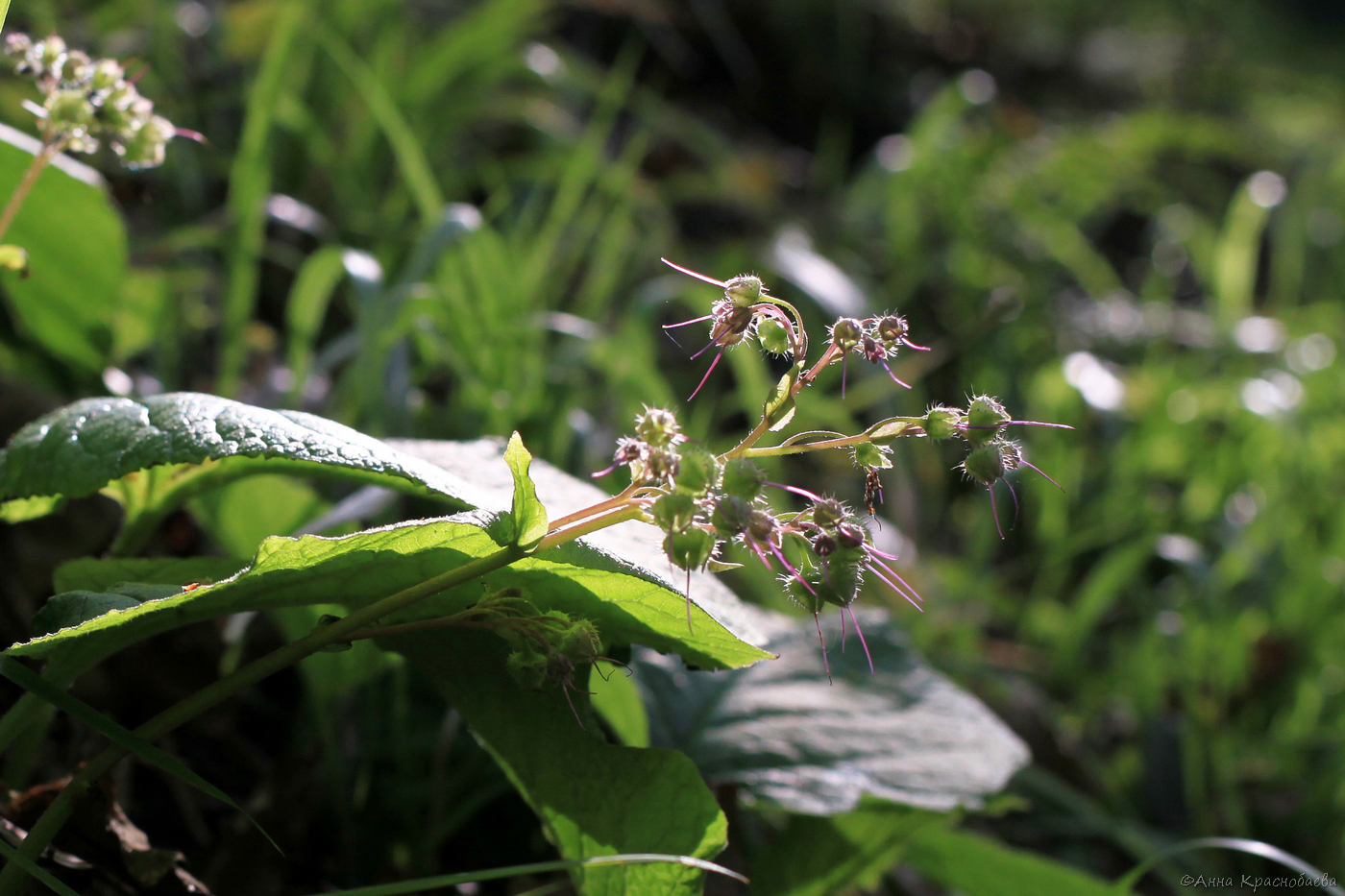 Изображение растения Trachystemon orientalis.