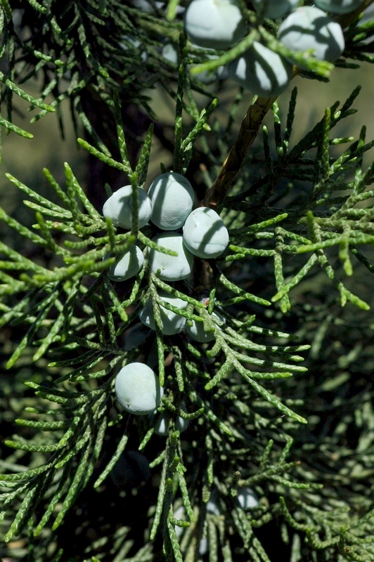 Изображение особи Juniperus chinensis.