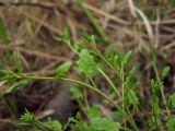 Arabidopsis gemmifera. Верхушечная часть растения с листом. Магаданская обл., г. Магадан, окр. мкр-на Снежная Долина, поляна недалеко от жилья. 09.06.2019.