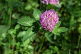 Trifolium pratense. Верхушка побега с соцветием. Республика Адыгея, г. Майкоп, южная окраина (северная окраина пос. Краснооктябрьский), правый берег р. Курджипс, луг. 30.05.2020.